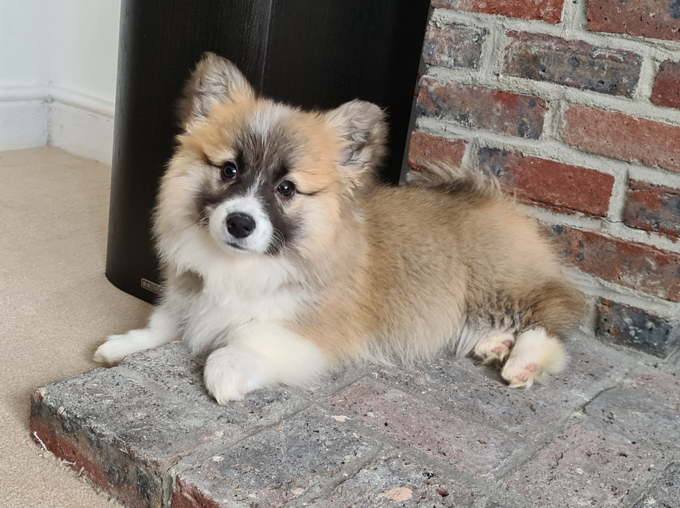 Pickle Keil the long haired corgi as a baby