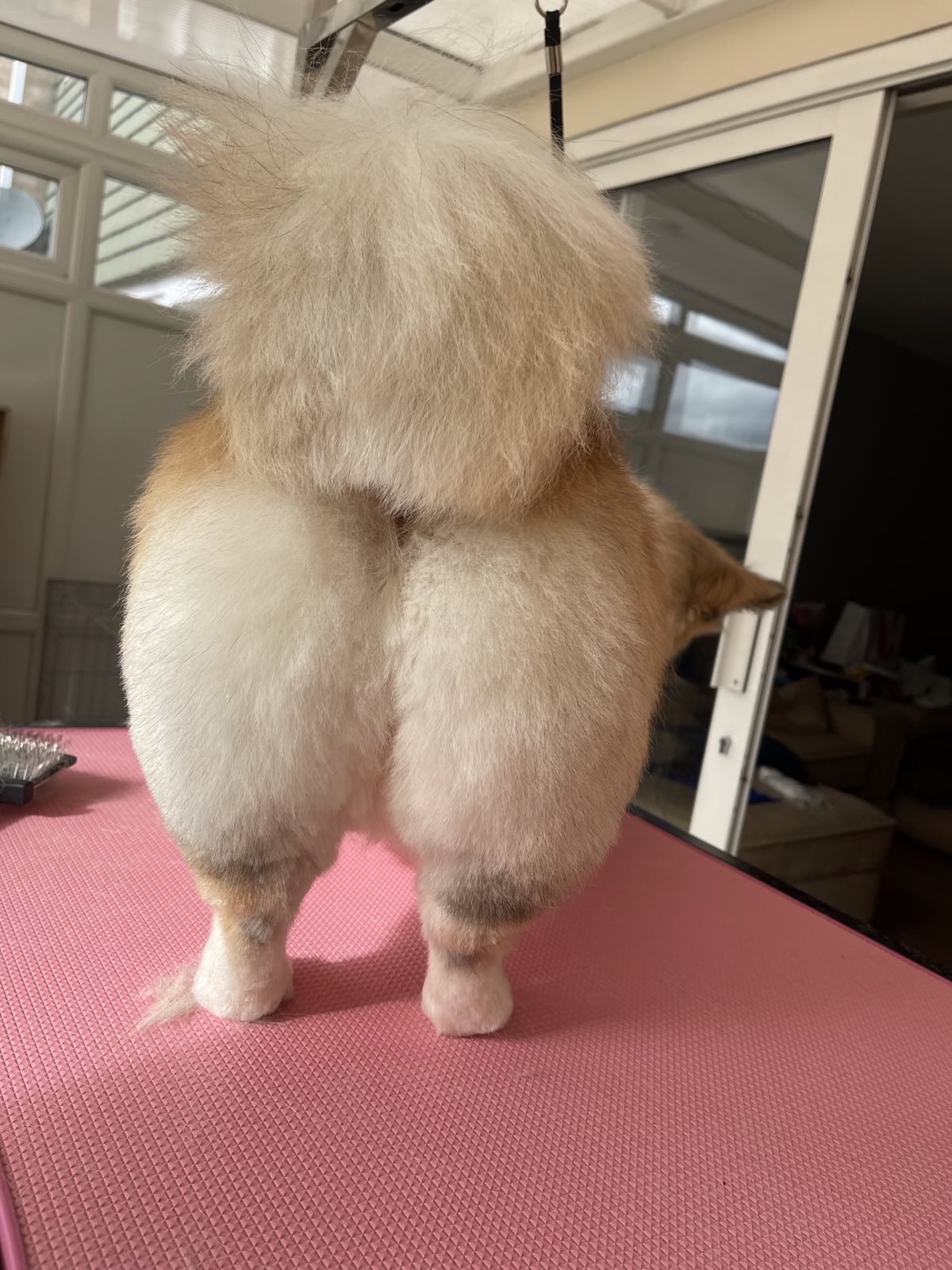 Floofy butt at the groomers - extra fluffy